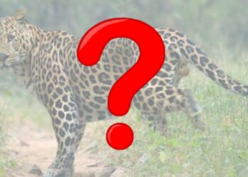 तेरखेडा परीसरात बिबटया सदृश्य प्राणी दिसल्याची चर्चा