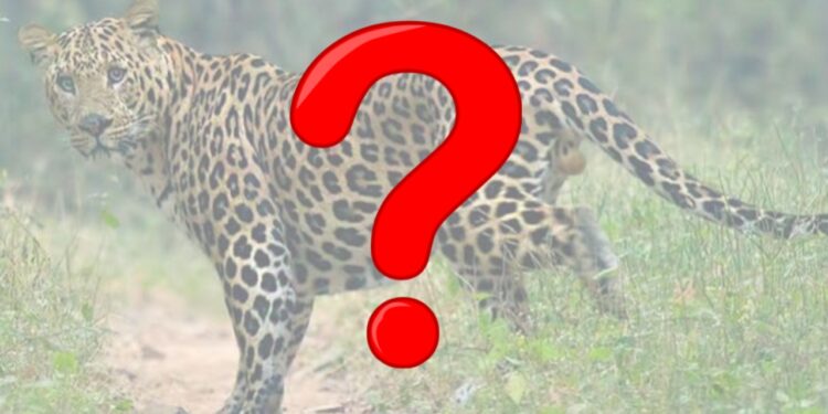 तेरखेडा परीसरात बिबटया सदृश्य प्राणी दिसल्याची चर्चा