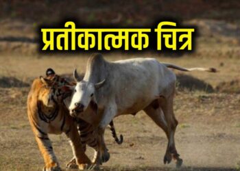 येडशी परिसरात वाघाचा गायीवर हल्ला