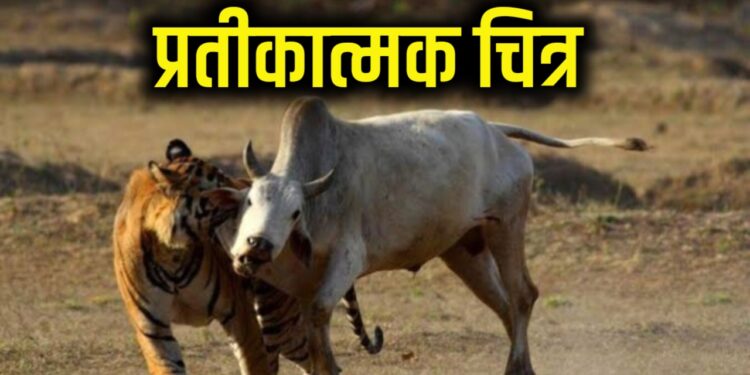 येडशी परिसरात वाघाचा गायीवर हल्ला