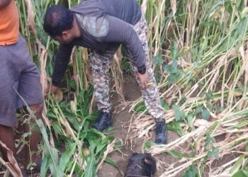 कळंब तालुक्यातील मलकापूर शिवारात हिंस्त्र प्राण्याने केली वासराची शिकार