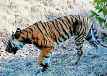 गायीवर हल्ला केलेला वाघ वनविभागाच्या कॅमेऱ्यात कैद