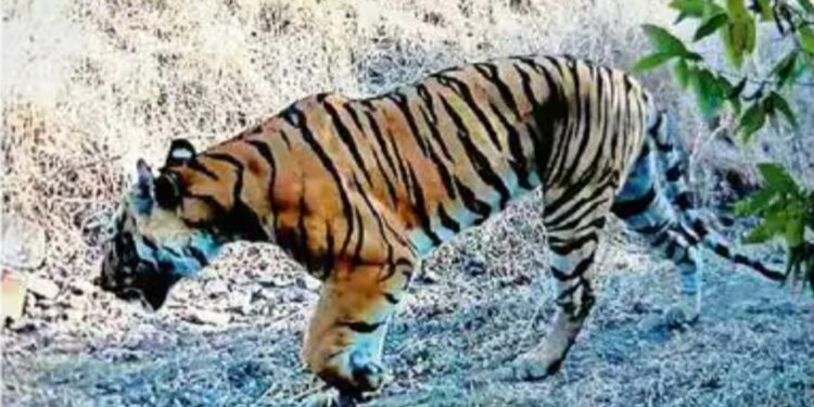 गायीवर हल्ला केलेला वाघ वनविभागाच्या कॅमेऱ्यात कैद