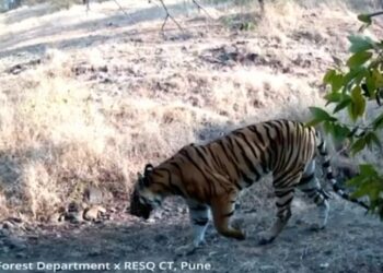 वाघ पकडताय की अट्टल गुन्हेगार?