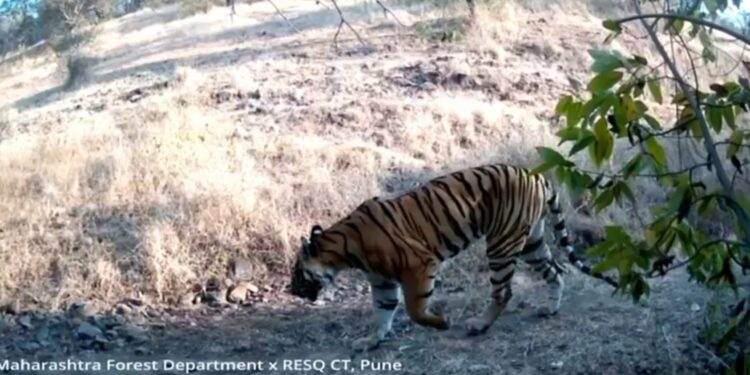 वाघ पकडताय की अट्टल गुन्हेगार?
