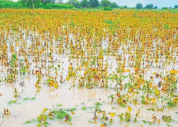 वाशी तालुक्यातील शेतकऱ्यांना मिळणार अतिवृष्टीची नुकसान भरपाई