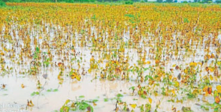 वाशी तालुक्यातील शेतकऱ्यांना मिळणार अतिवृष्टीची नुकसान भरपाई