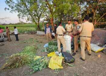 धाराशिव जिल्ह्यात 27 लाख 78 हजार रुपयांची अफूची झाडे जप्त