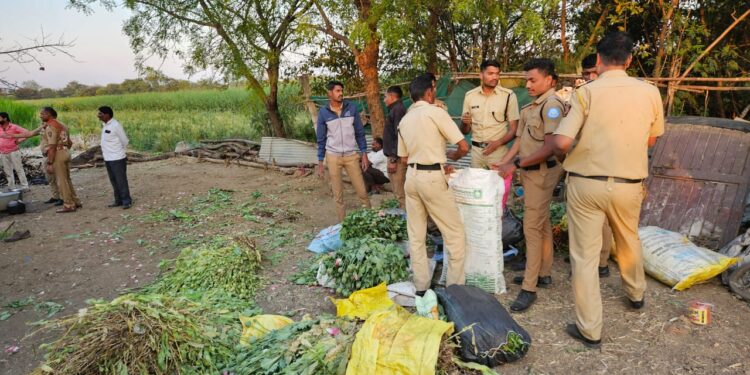 धाराशिव जिल्ह्यात 27 लाख 78 हजार रुपयांची अफूची झाडे जप्त