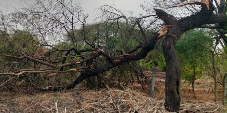 वाशी तालुक्यात पवनचक्कीचा हैदोस बेकायदेशीररित्या उत्खनन, शासनाच्या शेकडो झाडांची राजरोस कत्तल