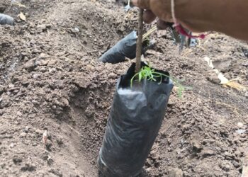 हरित धाराशिव अभियानाचा दिखावा? १५ लाखांच्या वृक्षारोपणाआधीच प्रशासनाचा ‘खड्डा’!