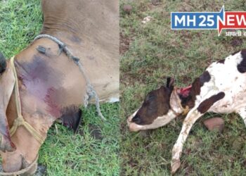 कडकनाथवाडी परिसरात बिबट्याचा धुमाकूळ; तीन जनावरांचा घेतला बळी