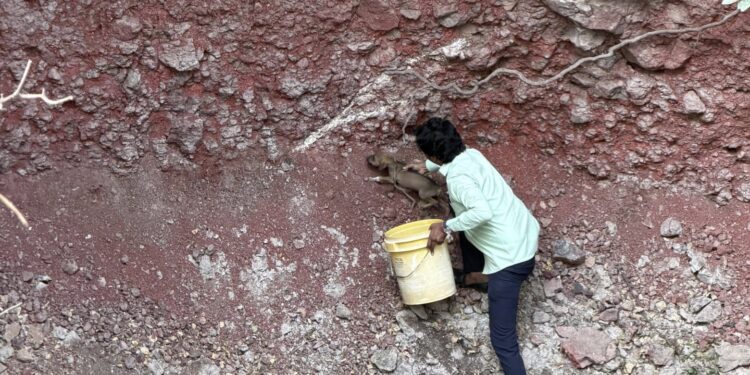कोरड्या विहिरीत अडकलेल्या चार पिल्लांना जीवदान नगरसेवक अभिजित पतंगे यांची तत्पर धाव