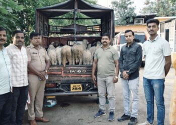 चालत्या ट्रकमधून चोरलेल्या मेंढ्या जप्त; स्थानिक गुन्हे शाखेची कामगिरी