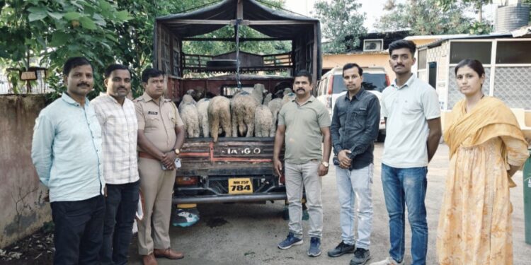 चालत्या ट्रकमधून चोरलेल्या मेंढ्या जप्त; स्थानिक गुन्हे शाखेची कामगिरी